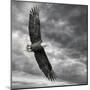 Eagle in Flight-PHBurchett-Mounted Art Print