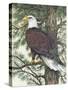 Eagle in the Pine-Tim OToole-Stretched Canvas