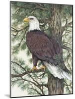 Eagle in the Pine-Tim OToole-Mounted Art Print