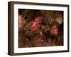 Eagle Nebula and Swan Nebula-null-Framed Photographic Print