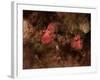 Eagle Nebula and Swan Nebula-null-Framed Photographic Print