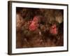 Eagle Nebula and Swan Nebula-null-Framed Photographic Print