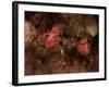 Eagle Nebula and Swan Nebula-null-Framed Photographic Print