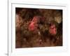 Eagle Nebula and Swan Nebula-null-Framed Photographic Print