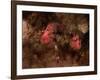 Eagle Nebula and Swan Nebula-null-Framed Photographic Print