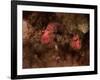 Eagle Nebula and Swan Nebula-null-Framed Photographic Print