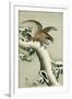 Eagle on Snowy Tree Bough-Koson Ohara-Framed Giclee Print