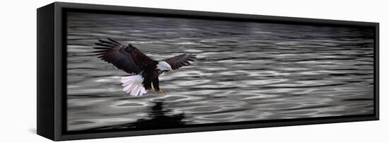 Eagle over Water-null-Framed Stretched Canvas