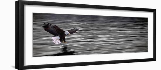 Eagle over Water-null-Framed Photographic Print