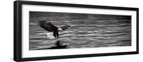 Eagle over Water-null-Framed Photographic Print