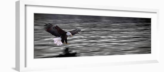 Eagle over Water-null-Framed Photographic Print