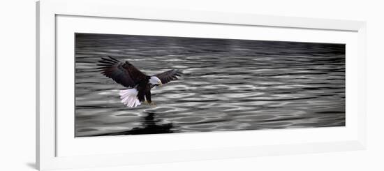 Eagle over Water-null-Framed Photographic Print