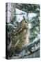 Eagle Owl Adult on Birch Tree in Forest of Ural Mountains-Andrey Zvoznikov-Stretched Canvas