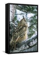 Eagle Owl Adult on Birch Tree in Forest of Ural Mountains-Andrey Zvoznikov-Framed Stretched Canvas