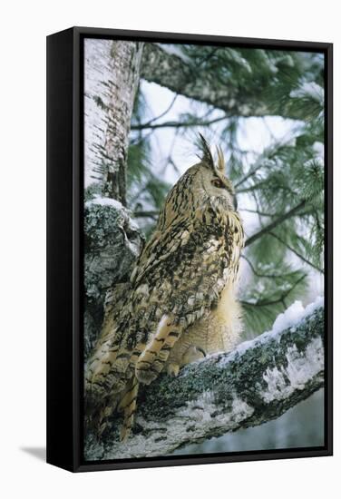 Eagle Owl Adult on Birch Tree in Forest of Ural Mountains-Andrey Zvoznikov-Framed Stretched Canvas