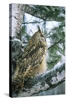 Eagle Owl Adult on Birch Tree in Forest of Ural Mountains-Andrey Zvoznikov-Stretched Canvas