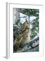 Eagle Owl Adult on Birch Tree in Forest of Ural Mountains-Andrey Zvoznikov-Framed Photographic Print