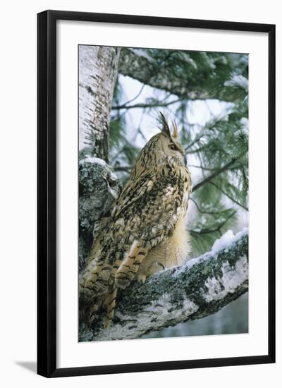 Eagle Owl Adult on Birch Tree in Forest of Ural Mountains-Andrey Zvoznikov-Framed Photographic Print