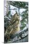 Eagle Owl Adult on Birch Tree in Forest of Ural Mountains-Andrey Zvoznikov-Mounted Photographic Print