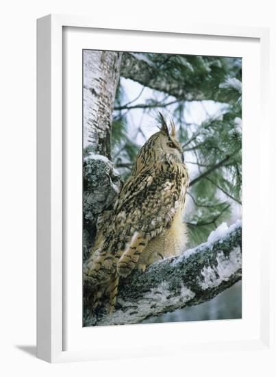 Eagle Owl Adult on Birch Tree in Forest of Ural Mountains-Andrey Zvoznikov-Framed Photographic Print