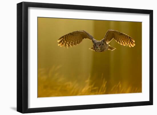 Eagle Owl (Bubo Bubo) in Flight Through Forest, Backlit at Dawn, Czech Republic, November. Captive-Ben Hall-Framed Photographic Print