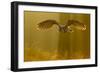 Eagle Owl (Bubo Bubo) in Flight Through Forest, Backlit at Dawn, Czech Republic, November. Captive-Ben Hall-Framed Photographic Print