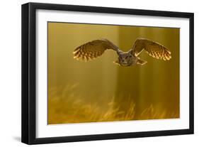 Eagle Owl (Bubo Bubo) in Flight Through Forest, Backlit at Dawn, Czech Republic, November. Captive-Ben Hall-Framed Photographic Print