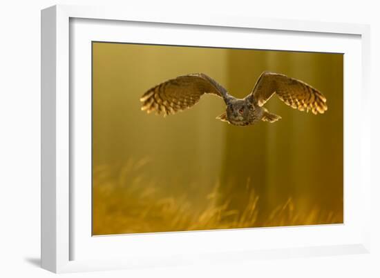 Eagle Owl (Bubo Bubo) in Flight Through Forest, Backlit at Dawn, Czech Republic, November. Captive-Ben Hall-Framed Photographic Print