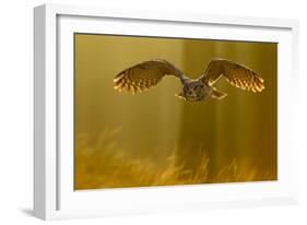 Eagle Owl (Bubo Bubo) in Flight Through Forest, Backlit at Dawn, Czech Republic, November. Captive-Ben Hall-Framed Photographic Print