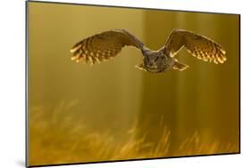 Eagle Owl (Bubo Bubo) in Flight Through Forest, Backlit at Dawn, Czech Republic, November. Captive-Ben Hall-Mounted Photographic Print