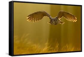 Eagle Owl (Bubo Bubo) in Flight Through Forest, Backlit at Dawn, Czech Republic, November. Captive-Ben Hall-Framed Stretched Canvas