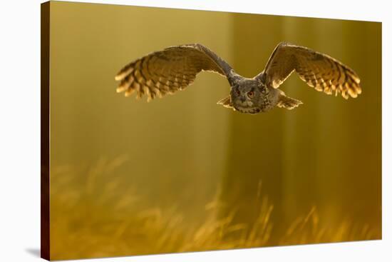 Eagle Owl (Bubo Bubo) in Flight Through Forest, Backlit at Dawn, Czech Republic, November. Captive-Ben Hall-Stretched Canvas