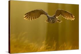 Eagle Owl (Bubo Bubo) in Flight Through Forest, Backlit at Dawn, Czech Republic, November. Captive-Ben Hall-Stretched Canvas