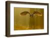 Eagle Owl (Bubo Bubo) in Flight Through Forest, Backlit at Dawn, Czech Republic, November. Captive-Ben Hall-Framed Photographic Print