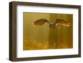 Eagle Owl (Bubo Bubo) in Flight Through Forest, Backlit at Dawn, Czech Republic, November. Captive-Ben Hall-Framed Photographic Print