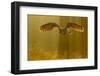 Eagle Owl (Bubo Bubo) in Flight Through Forest, Backlit at Dawn, Czech Republic, November. Captive-Ben Hall-Framed Photographic Print