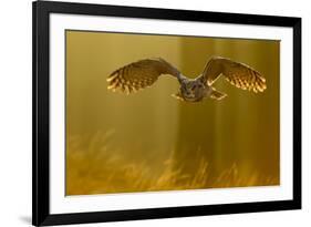 Eagle Owl (Bubo Bubo) in Flight Through Forest, Backlit at Dawn, Czech Republic, November. Captive-Ben Hall-Framed Photographic Print