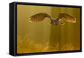 Eagle Owl (Bubo Bubo) in Flight Through Forest, Backlit at Dawn, Czech Republic, November. Captive-Ben Hall-Framed Stretched Canvas