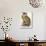 Eagle Owl, Bubo Maximus-Edward Lear-Giclee Print displayed on a wall