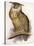 Eagle Owl, Bubo Maximus-Edward Lear-Stretched Canvas