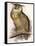 Eagle Owl, Bubo Maximus-Edward Lear-Framed Stretched Canvas