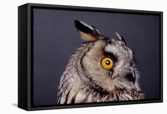 Eagle Owl Head Detail-Darroch Donald-Framed Stretched Canvas