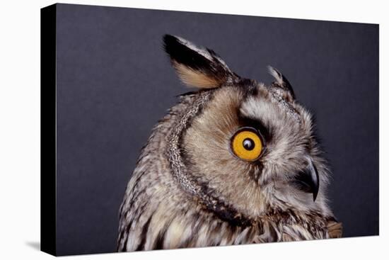 Eagle Owl Head Detail-Darroch Donald-Stretched Canvas