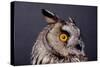 Eagle Owl Head Detail-Darroch Donald-Stretched Canvas