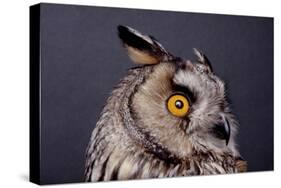 Eagle Owl Head Detail-Darroch Donald-Stretched Canvas