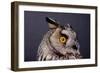 Eagle Owl Head Detail-Darroch Donald-Framed Photographic Print
