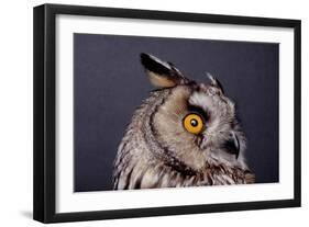 Eagle Owl Head Detail-Darroch Donald-Framed Photographic Print