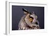 Eagle Owl Head Detail-Darroch Donald-Framed Photographic Print