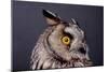 Eagle Owl Head Detail-Darroch Donald-Mounted Photographic Print
