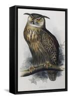 Eagle Owl, Lithographic Plate from "The Birds of Europe"-John Gould-Framed Stretched Canvas